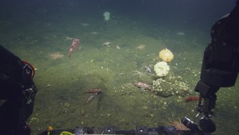 Media type: image;   Invertebrate Zoology 153153 Description: live specimen;